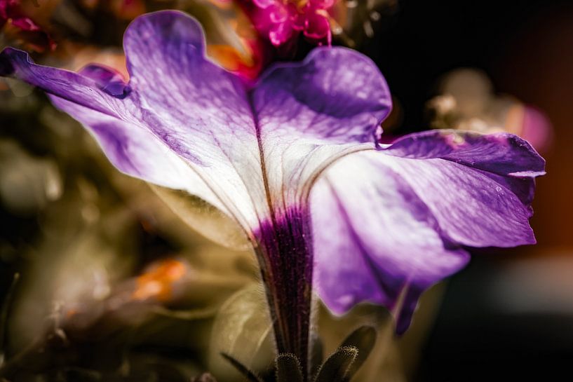Petunia in the morning light by Nicc Koch