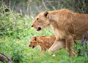lioness with cub by Inez Allin-Widow thumbnail