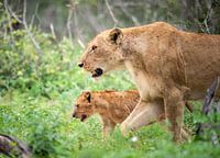lioness with cub