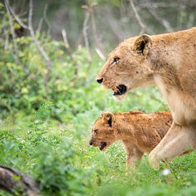 lioness with cub by Inez Allin-Widow