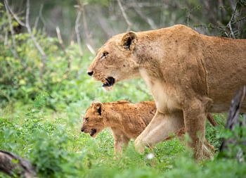 lioness with cub