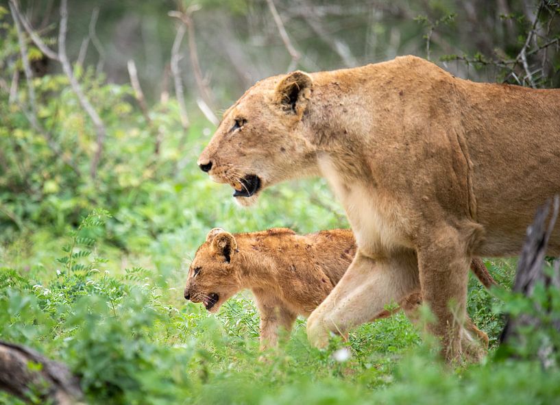 lioness with cub by Inez Allin-Widow