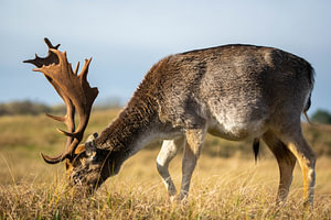 Damhert met prachtig gewei graast in het droge gras in de duinen