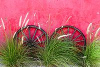 Twee vintage wielen tegen roze vrolijke muur met groen riet