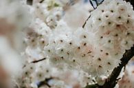 Witte bloesem close-up foto | Holland van Trix Leeflang thumbnail