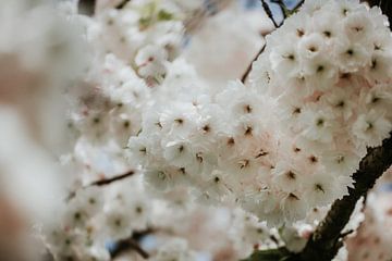 Weiße Blüte Nahaufnahme Foto | Holland von Trix Leeflang