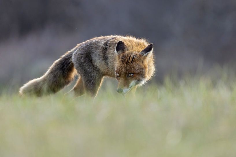Auf der Jagd von Duco Luijt