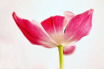 Open tulip