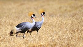 Crane by Marco van Beek