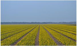 Krokusveld by Hanney Bruijn Fotografie
