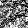 Branches d'arbres au printemps sur Bert Bouwmeester