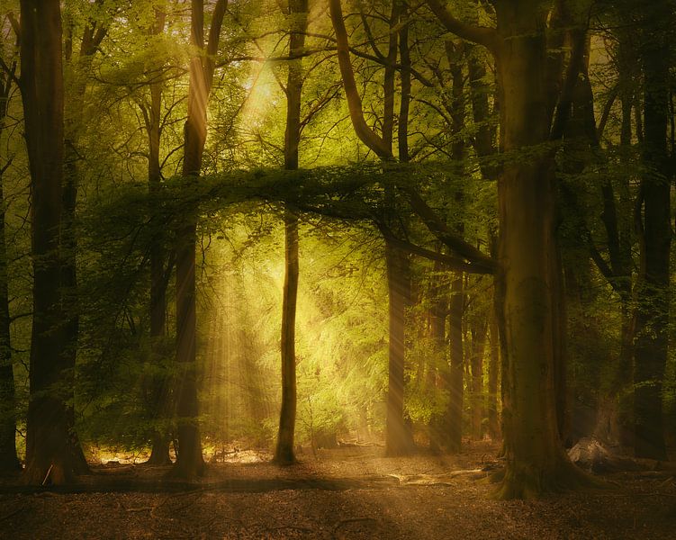 Pure Spirits Of The Forest par Kees van Dongen