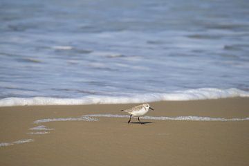 Sanderling von Barbara Brolsma