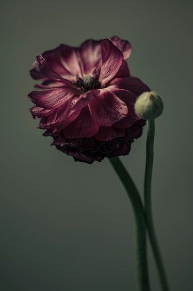 Ranunculus on its return by tim eshuis