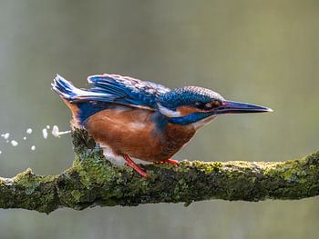 Kingfisher pooping