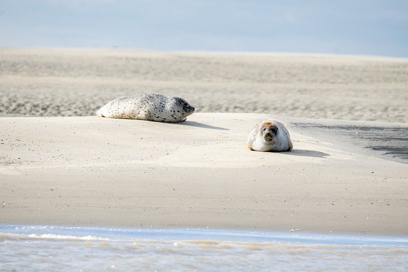 Siegel von Maaike Krimpenfort