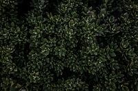 Plante indigène australienne