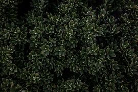 Australische einheimische Pflanze von Mark Thurman