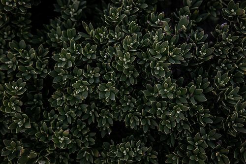 Australian Native plant