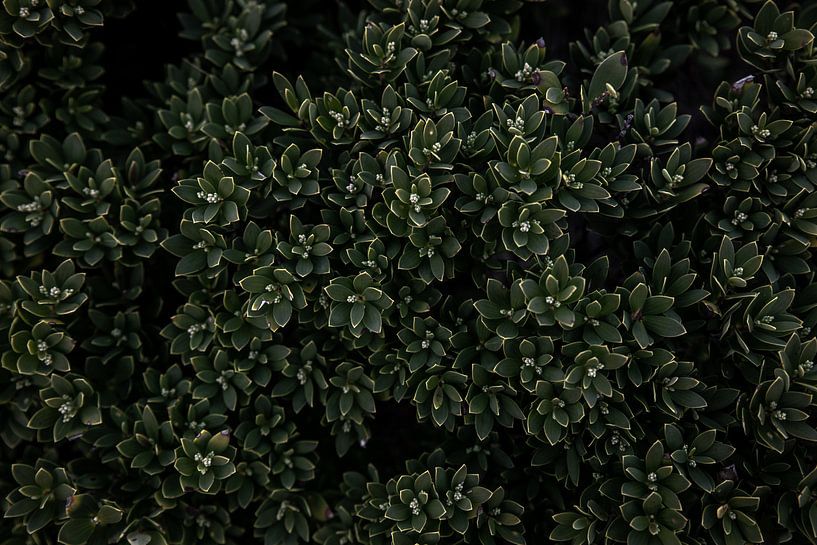 Australian Native plant by Mark Thurman