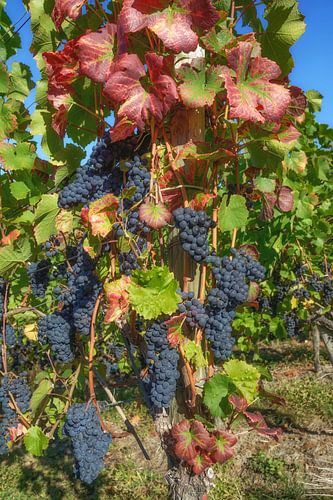 Vine in the Ahr valley