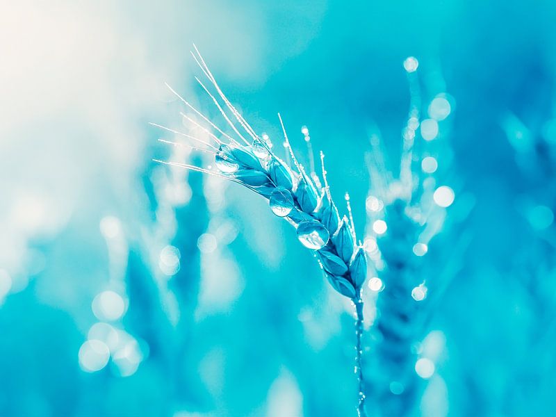 Raindrops on maize by Mustafa Kurnaz