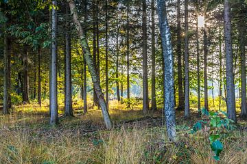 trees in the forest with sunrise by Paul Veenstra