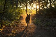 Deutscher Schäferhund bei Sonnenuntergang von Michar Peppenster Miniaturansicht