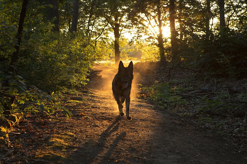 Duitse Herder  bij zonsondergang van Michar Peppenster