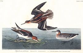 Phalarope à Bec étroit