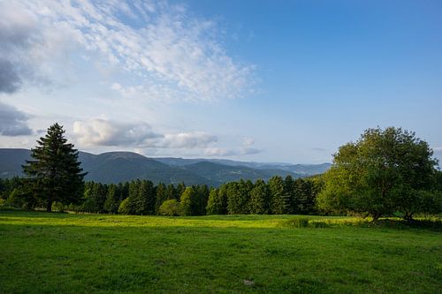 Frankrijk - Warm zonsonderganglicht op groene weide met bomen en bos