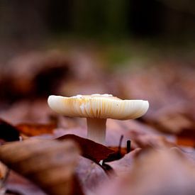 A small toadstool among the beech leaves by Gerard de Zwaan