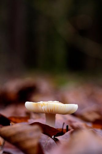 Ein kleiner Fliegenpilz unter den Buchenblättern von Gerard de Zwaan