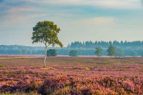 Serene rust op de heide