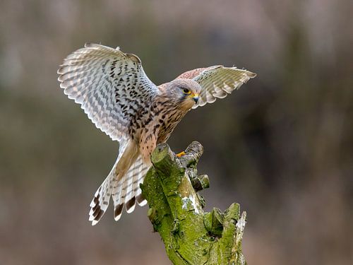 Atterrissage en douceur