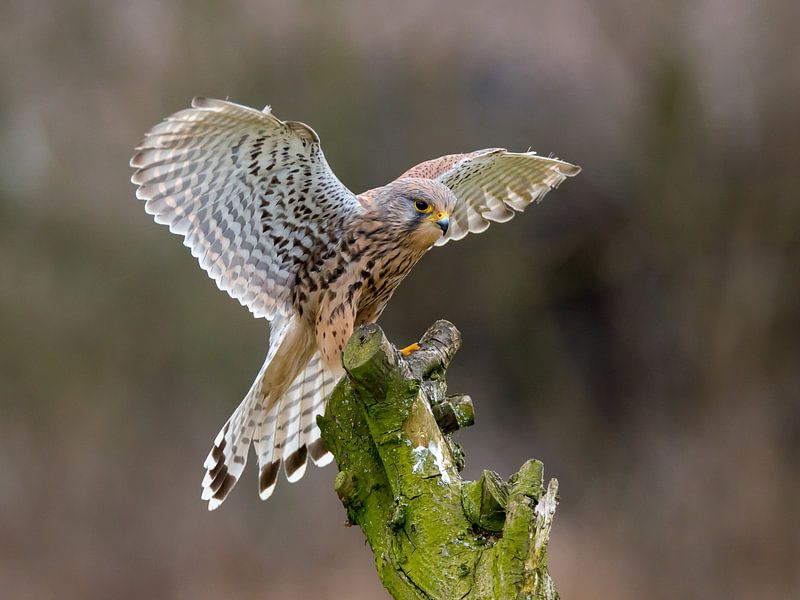Soft landing by Christiaan Moons