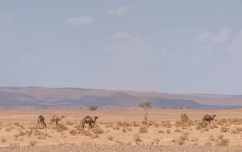 Camels in the Sahara desert (Erg Chegaga - Morocco) by Marcel Kerdijk