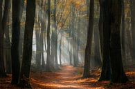 A fairytale forest by Alex Riemslag thumbnail