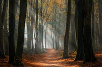 A fairytale forest