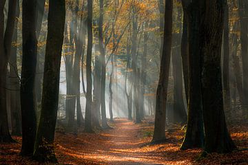A fairytale forest van Alex Riemslag