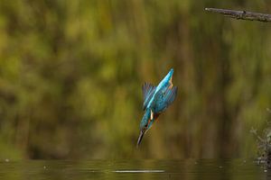 Eisvogel im Flug.
