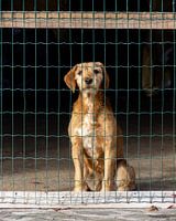 Chien derrière un filet
