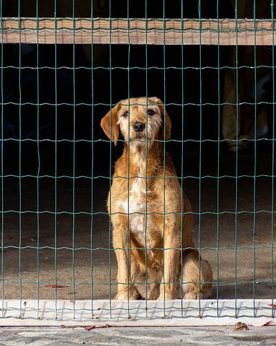 Dog behind netting