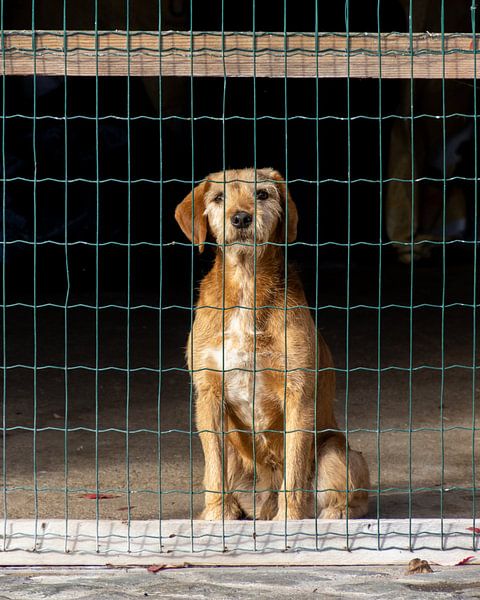 Hond achter gaas van Frans-Jan Snoek
