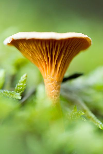 Mushroom 16 von Deshamer