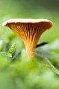 Mushroom 16 von Deshamer Miniaturansicht
