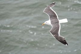 La mouette volant dans l'air sur Rene du Chatenier