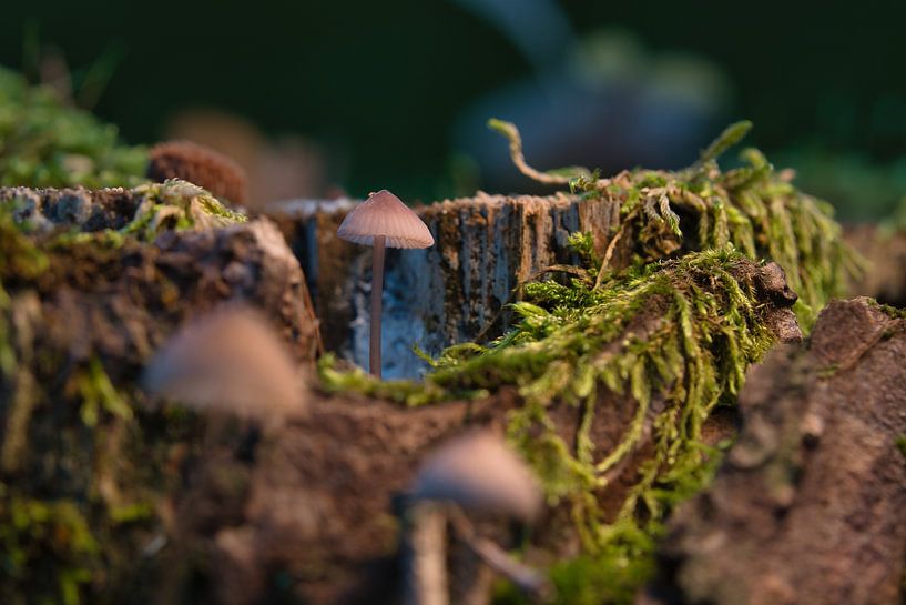 Delicate mushrooms filigree on the forest floor by Martin Köbsch