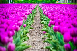 Beautiful Dutch Purple Tulips