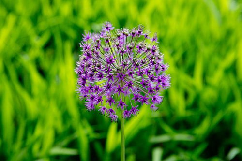 Allium - contrasterende kleuren